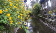 ５月の京都観光：松尾大社